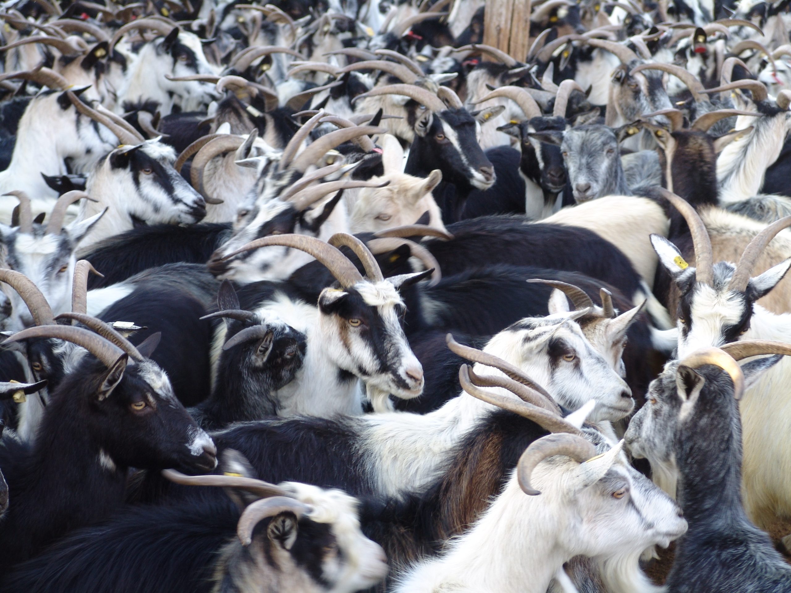 Hrvatska šarena koza