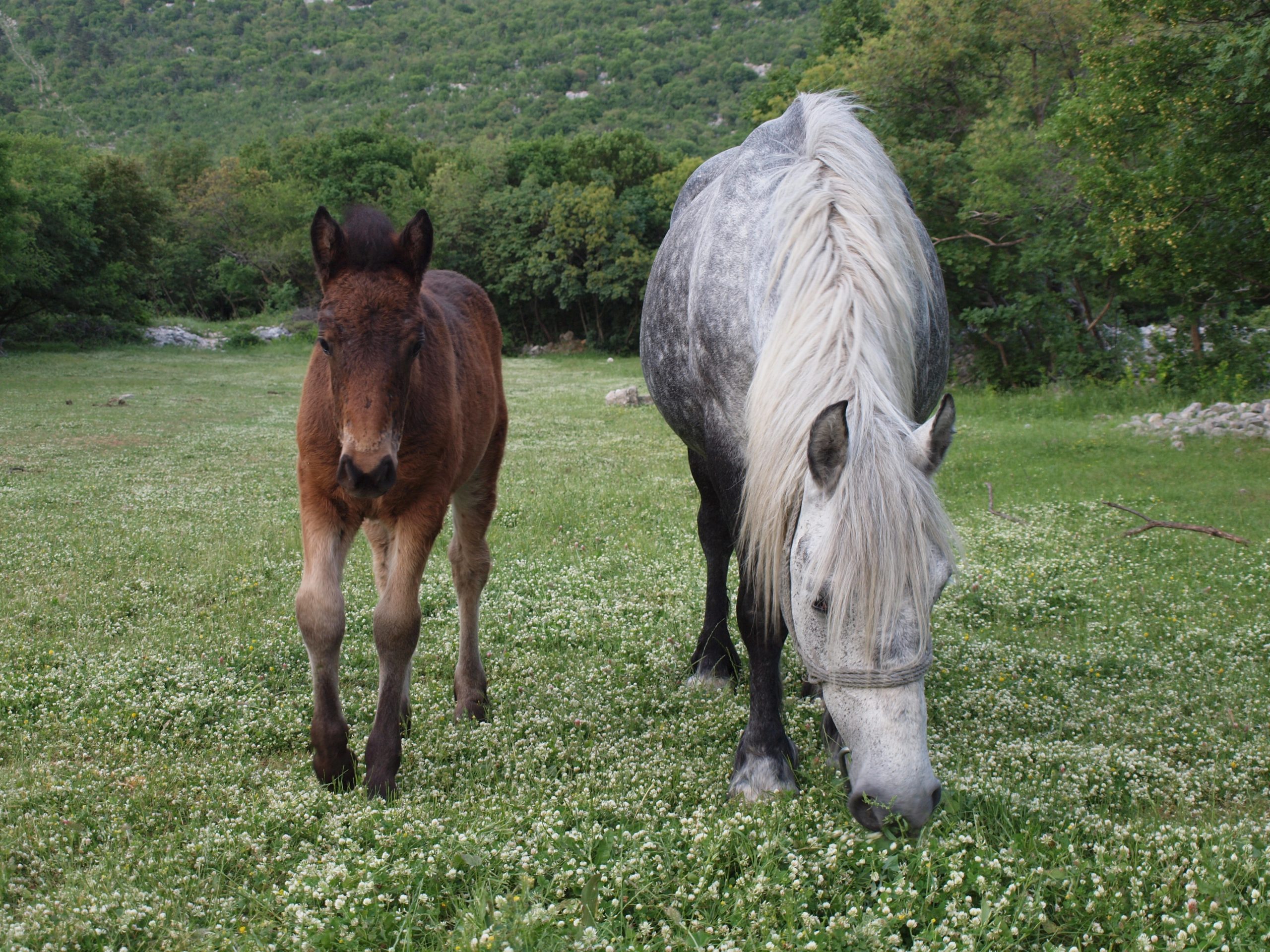 Hrvatski hladnokrvnjak