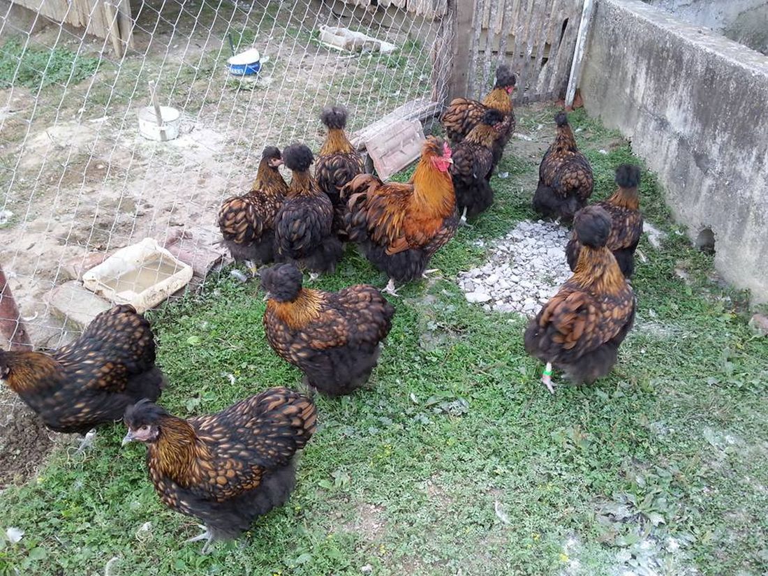 Križevačka kukmica