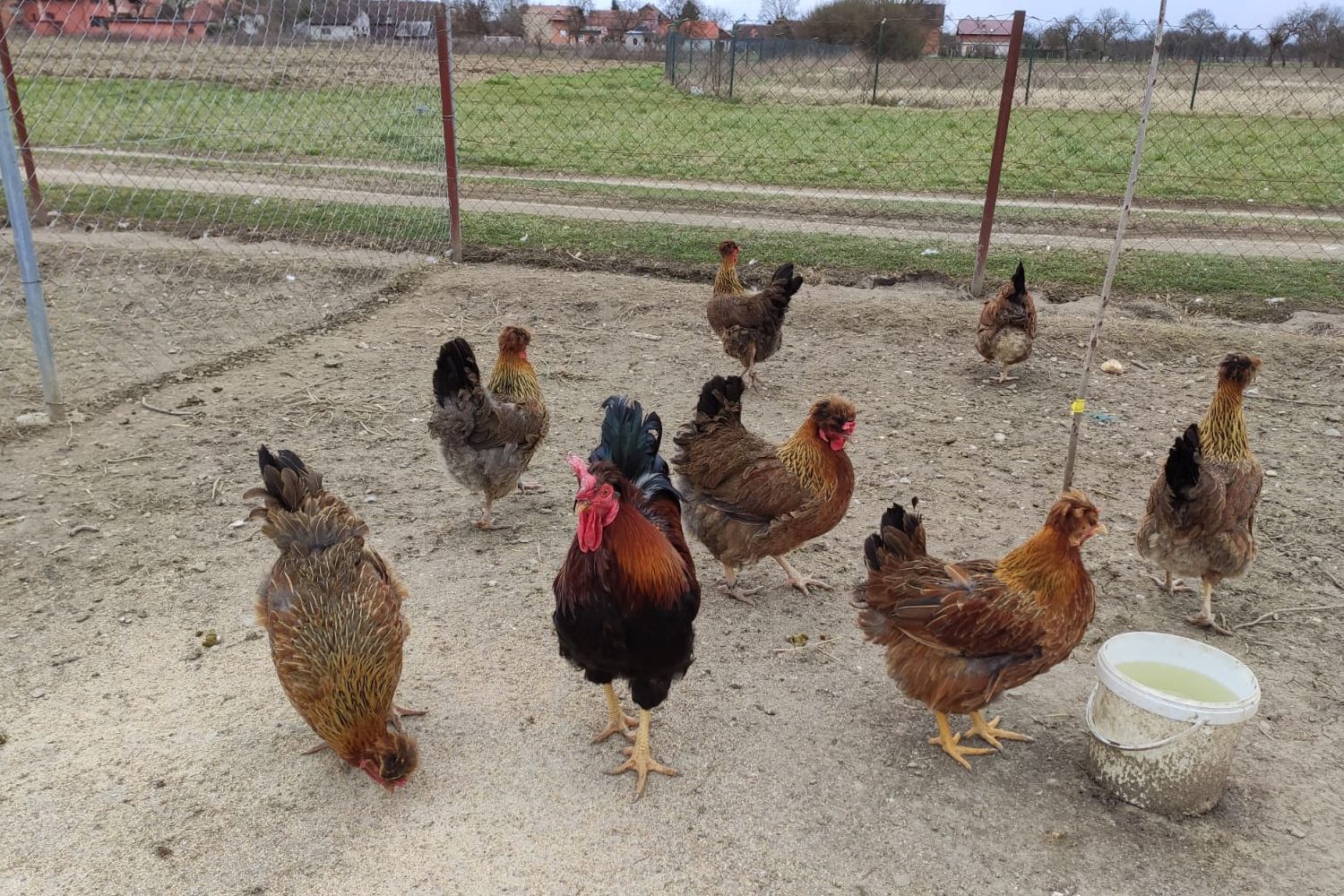 Posavska kukmasta kokoš