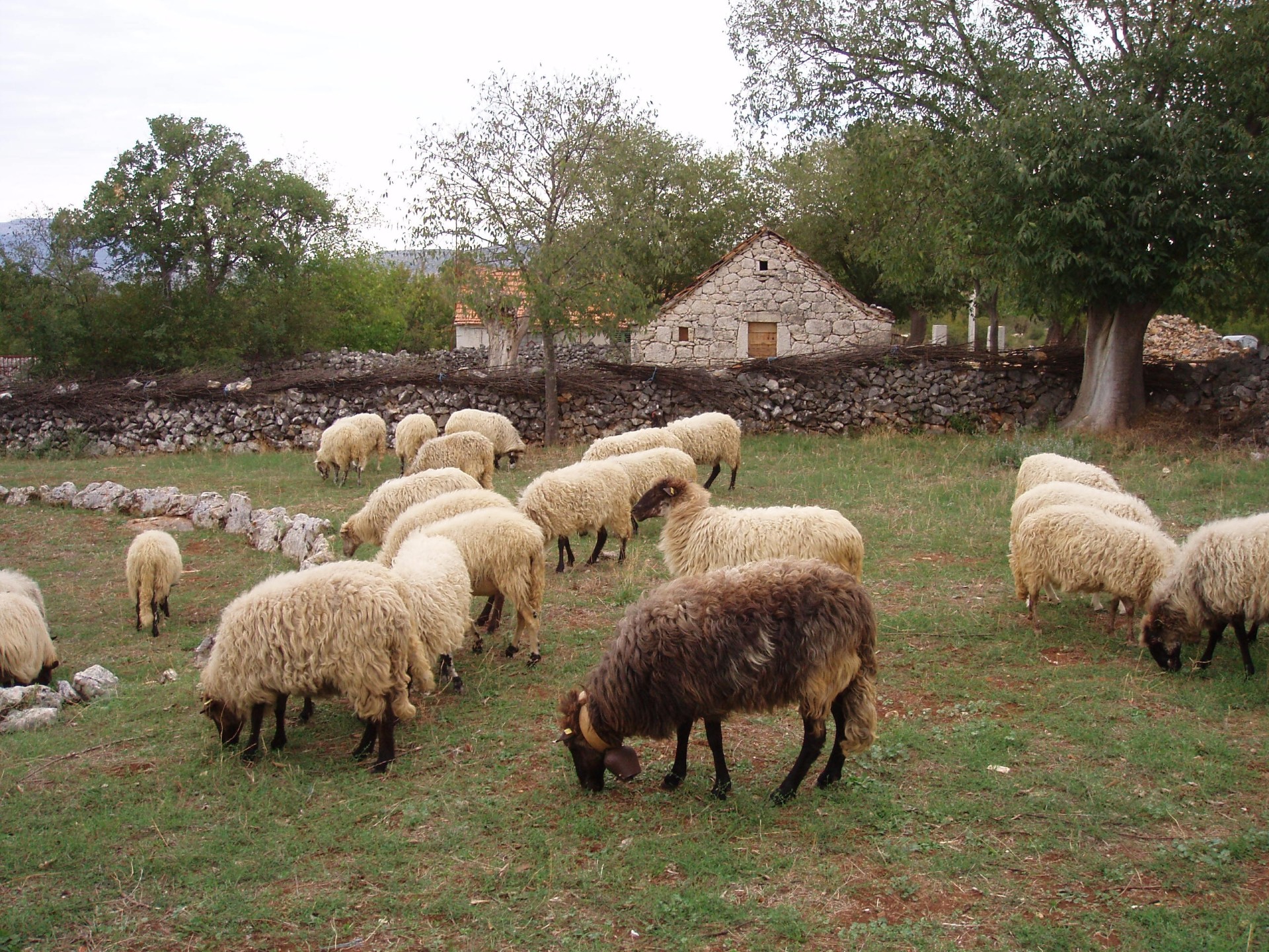 Dalmatinska pramenka