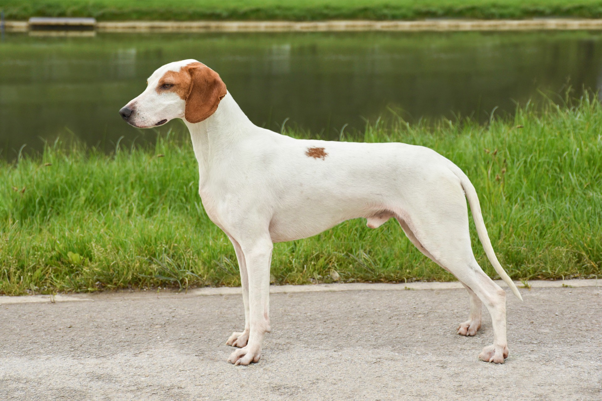 Istarski kratkodlaki gonič