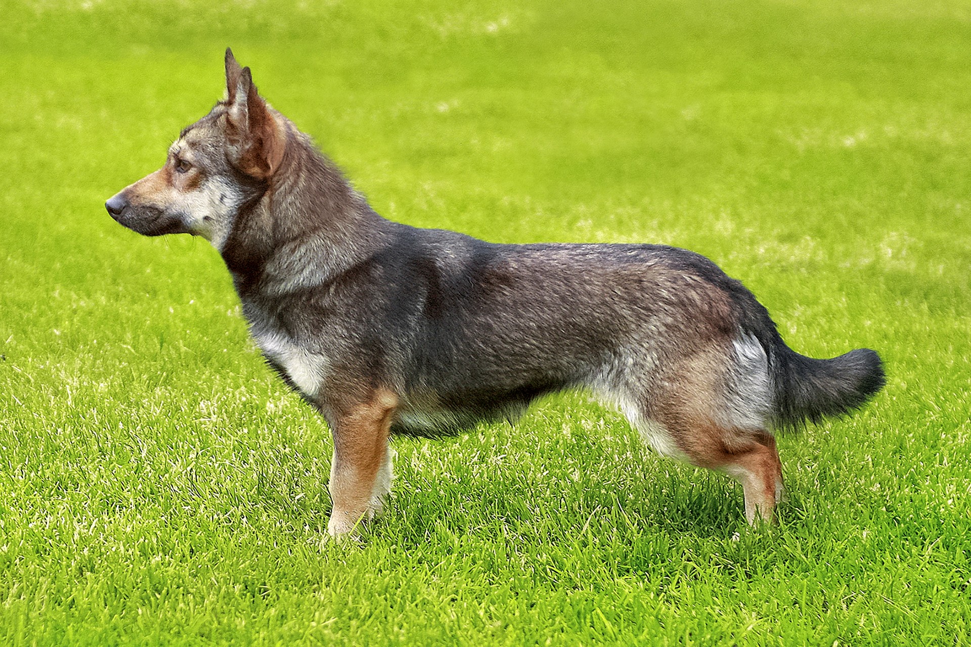 Mali međimurski pas